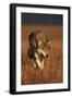 Gray Wolf on Prairie-W. Perry Conway-Framed Photographic Print