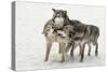 Gray Wolf pack behavior in winter, Canis lupus, Montana-Adam Jones-Stretched Canvas