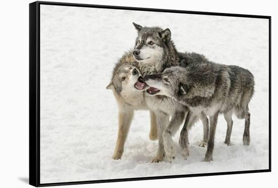 Gray Wolf pack behavior in winter, Canis lupus, Montana-Adam Jones-Framed Stretched Canvas