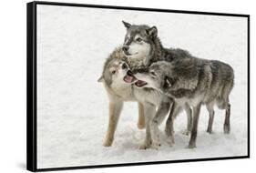 Gray Wolf pack behavior in winter, Canis lupus, Montana-Adam Jones-Framed Stretched Canvas