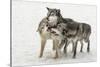 Gray Wolf pack behavior in winter, Canis lupus, Montana-Adam Jones-Stretched Canvas