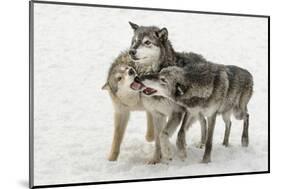 Gray Wolf pack behavior in winter, Canis lupus, Montana-Adam Jones-Mounted Photographic Print