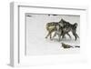 Gray Wolf pack behavior in winter, Montana-Adam Jones-Framed Photographic Print