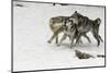 Gray Wolf pack behavior in winter, Montana-Adam Jones-Mounted Photographic Print