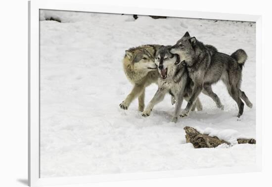 Gray Wolf pack behavior in winter, Montana-Adam Jones-Framed Photographic Print