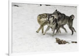 Gray Wolf pack behavior in winter, Montana-Adam Jones-Framed Photographic Print