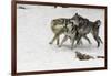 Gray Wolf pack behavior in winter, Montana-Adam Jones-Framed Photographic Print