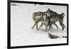 Gray Wolf pack behavior in winter, Montana-Adam Jones-Framed Photographic Print