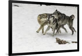 Gray Wolf pack behavior in winter, Montana-Adam Jones-Framed Photographic Print