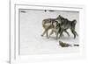 Gray Wolf pack behavior in winter, Montana-Adam Jones-Framed Photographic Print