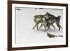 Gray Wolf pack behavior in winter, Montana-Adam Jones-Framed Photographic Print