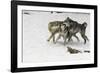 Gray Wolf pack behavior in winter, Montana-Adam Jones-Framed Photographic Print