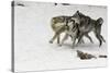 Gray Wolf pack behavior in winter, Montana-Adam Jones-Stretched Canvas