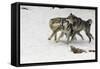 Gray Wolf pack behavior in winter, Montana-Adam Jones-Framed Stretched Canvas