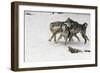 Gray Wolf pack behavior in winter, Montana-Adam Jones-Framed Photographic Print