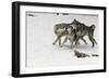 Gray Wolf pack behavior in winter, Montana-Adam Jones-Framed Photographic Print