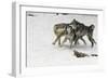 Gray Wolf pack behavior in winter, Montana-Adam Jones-Framed Photographic Print