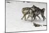 Gray Wolf pack behavior in winter, Montana-Adam Jones-Mounted Photographic Print