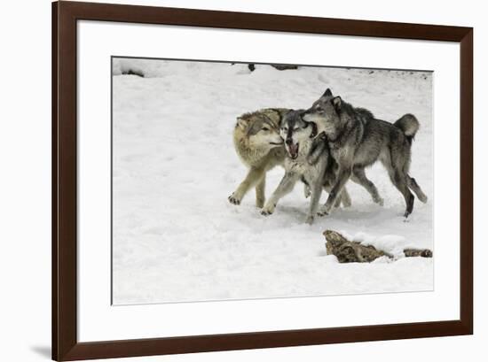 Gray Wolf pack behavior in winter, Montana-Adam Jones-Framed Premium Photographic Print