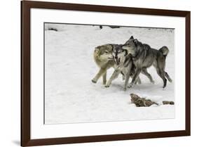 Gray Wolf pack behavior in winter, Montana-Adam Jones-Framed Premium Photographic Print