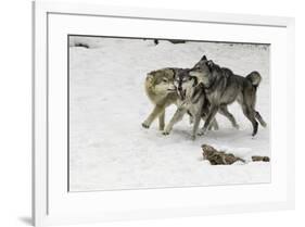 Gray Wolf pack behavior in winter, Montana-Adam Jones-Framed Premium Photographic Print