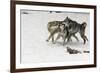 Gray Wolf pack behavior in winter, Montana-Adam Jones-Framed Premium Photographic Print