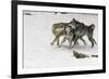 Gray Wolf pack behavior in winter, Montana-Adam Jones-Framed Premium Photographic Print