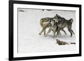 Gray Wolf pack behavior in winter, Montana-Adam Jones-Framed Premium Photographic Print