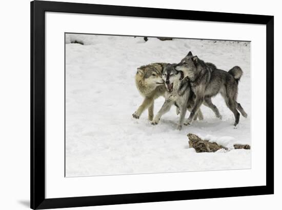 Gray Wolf pack behavior in winter, Montana-Adam Jones-Framed Premium Photographic Print