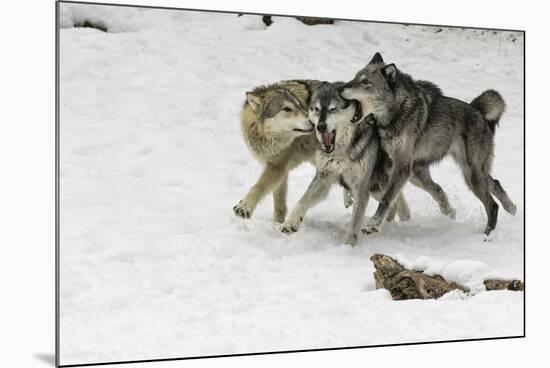 Gray Wolf pack behavior in winter, Montana-Adam Jones-Mounted Premium Photographic Print