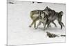 Gray Wolf pack behavior in winter, Montana-Adam Jones-Mounted Premium Photographic Print
