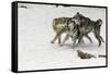 Gray Wolf pack behavior in winter, Montana-Adam Jones-Framed Stretched Canvas