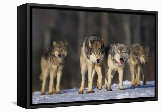 Gray Wolf Pack in Snow-DLILLC-Framed Stretched Canvas