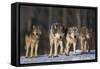 Gray Wolf Pack in Snow-DLILLC-Framed Stretched Canvas