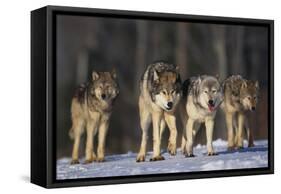 Gray Wolf Pack in Snow-DLILLC-Framed Stretched Canvas