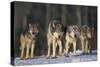 Gray Wolf Pack in Snow-DLILLC-Stretched Canvas