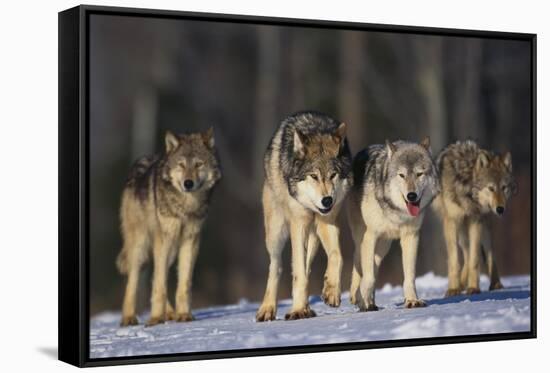 Gray Wolf Pack in Snow-DLILLC-Framed Stretched Canvas