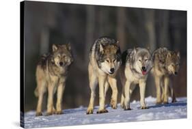 Gray Wolf Pack in Snow-DLILLC-Stretched Canvas