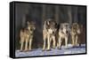 Gray Wolf Pack in Snow-DLILLC-Framed Stretched Canvas