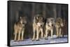 Gray Wolf Pack in Snow-DLILLC-Framed Stretched Canvas