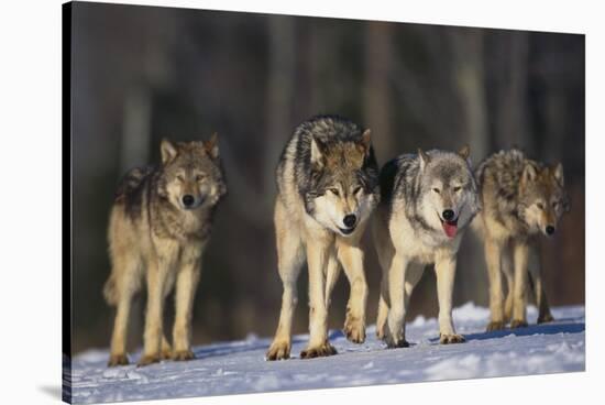 Gray Wolf Pack in Snow-DLILLC-Stretched Canvas