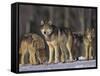 Gray Wolf Pack in Snow-DLILLC-Framed Stretched Canvas