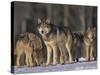 Gray Wolf Pack in Snow-DLILLC-Stretched Canvas