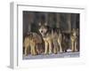 Gray Wolf Pack in Snow-DLILLC-Framed Premium Photographic Print