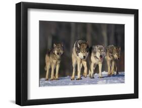 Gray Wolf Pack in Snow-DLILLC-Framed Premium Photographic Print