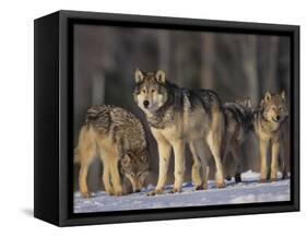 Gray Wolf Pack in Snow-DLILLC-Framed Stretched Canvas