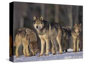 Gray Wolf Pack in Snow-DLILLC-Stretched Canvas