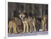 Gray Wolf Pack in Snow-DLILLC-Framed Photographic Print