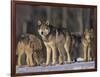 Gray Wolf Pack in Snow-DLILLC-Framed Photographic Print