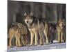 Gray Wolf Pack in Snow-DLILLC-Mounted Photographic Print